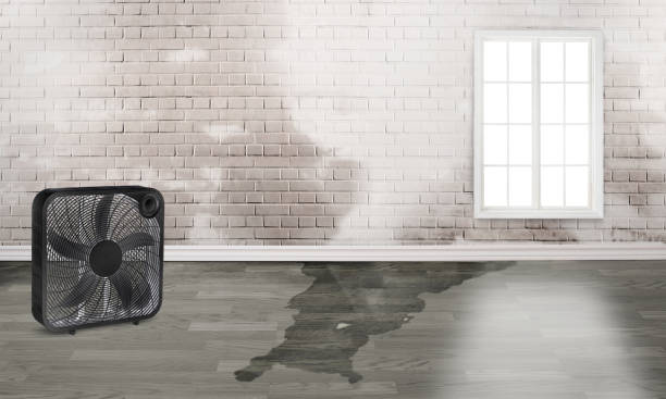 Best Water damage contractors near me  in Daniel, UT